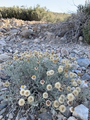 Erigeron parishii