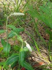 Pterocaulon pycnostachyum