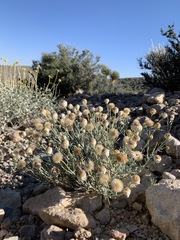 Erigeron parishii