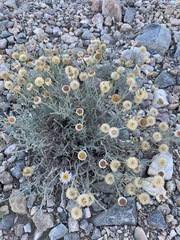 Erigeron parishii