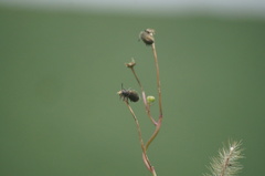 Lagria villosa