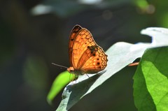 Phalanta eurytis eurytis