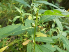 Dasineura lysimachiae