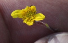 Osteospermum ciliatum