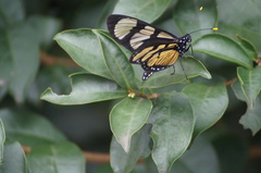 Methona themisto