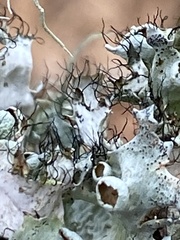 Parmotrema subrigidum