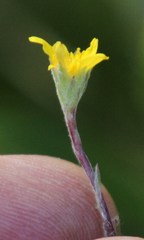 Osteospermum ciliatum