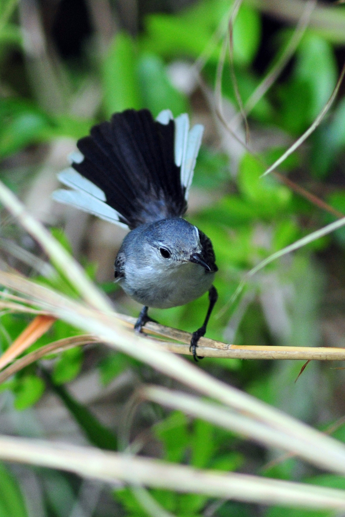 Polioptila caerulea nelsoni