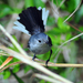 Eastern Blue-gray Gnatcatcher - Photo (c) Tom Kennedy, some rights reserved (CC BY-NC), uploaded by Tom Kennedy