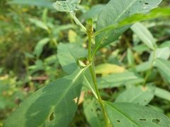 Dasineura lysimachiae