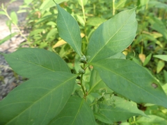 Dasineura lysimachiae