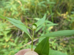 Dasineura lysimachiae