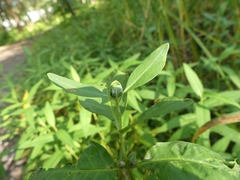 Dasineura lysimachiae