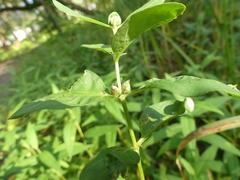 Dasineura lysimachiae