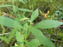 Dasineura lysimachiae