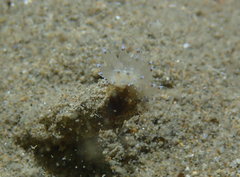 Antiopella cristata