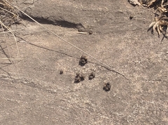 Procavia capensis