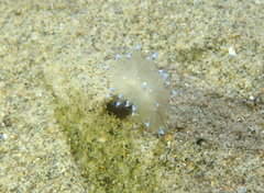 Antiopella cristata