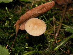 Strobilurus esculentus