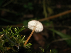 Strobilurus esculentus