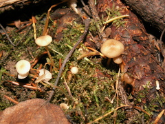 Strobilurus esculentus