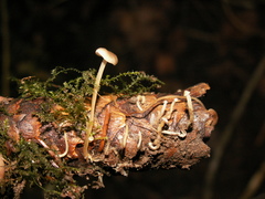 Strobilurus esculentus