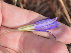 Brodiaea