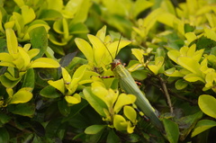 Zoniopoda tarsata