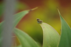 Hemiargus hanno