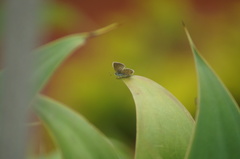 Hemiargus hanno