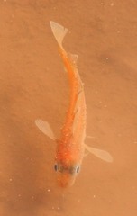 Trisopterus minutus