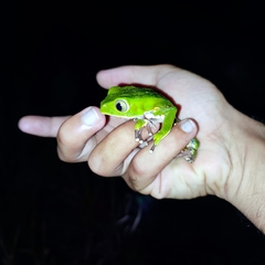 Phyllomedusa burmeisteri