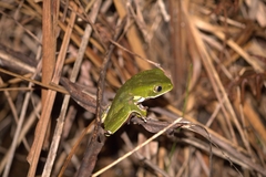 Phyllomedusa burmeisteri