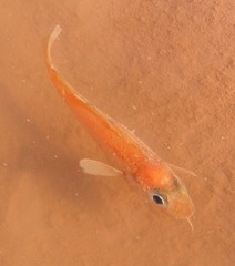 Trisopterus minutus