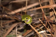 Phyllomedusa burmeisteri