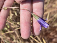 Brodiaea
