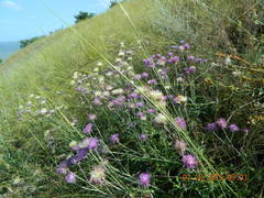 Jurinea ewersmannii