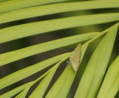 Cyanophrys herodotus