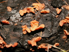 Ditangium cerasi