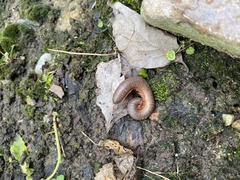 Diplopoda