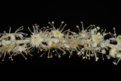 Aruncus dioicus acuminatus