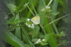 Eurema elathea
