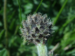 Centaurea debeauxii