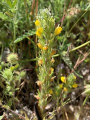 Castilleja lasiorhyncha