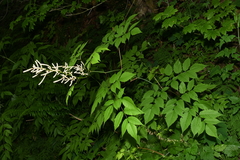 Aruncus dioicus acuminatus