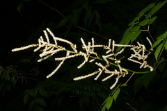 Aruncus dioicus acuminatus