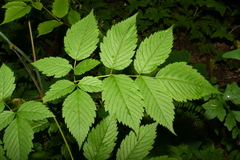 Aruncus dioicus acuminatus