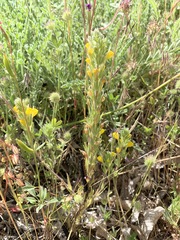 Castilleja lasiorhyncha