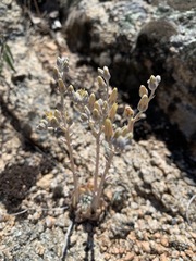 Dudleya abramsii affinis
