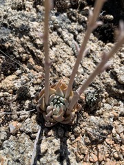 Dudleya abramsii affinis